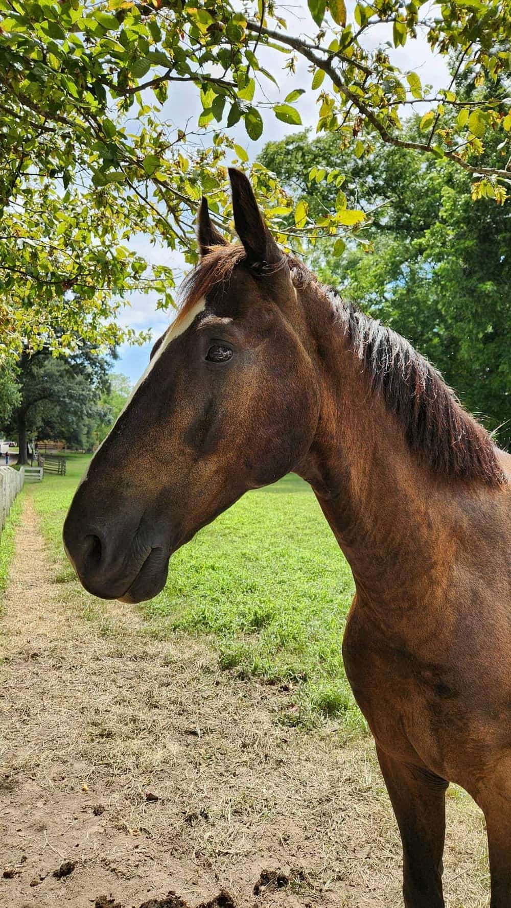 Williamsburg homes for sale